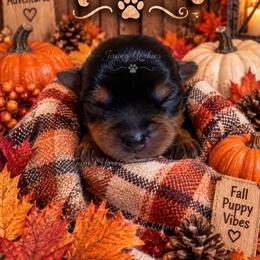 Timber - Black and tan male Yorkshire Terrier puppy in Cameron, Oklahoma from Jane’s Yorkies