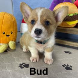 Bud - Sable male Pembroke Welsh Corgi puppy in Apison, Tennessee from Ashmore Corgis