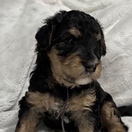 Golden Mountain Doodle Puppies from Z Doodles