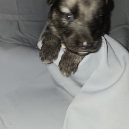 Shiloh Shepherd Puppies from Heritage Shilohs