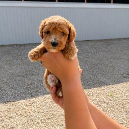 Aussiedoodle, Cavapoo, Goldendoodle, and Newfypoo Puppies from Haaspawz