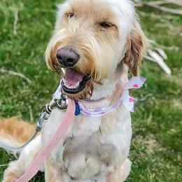 Cookie - Goldendoodle