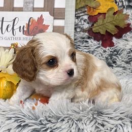 Nib - Blenheim male Cavalier King Charles Spaniel puppy in Stilwell, Oklahoma from Love Bug Cavaliers