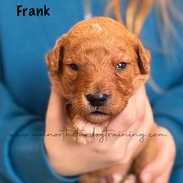 Frank - Red  male Goldendoodle puppy in Lancaster, Minnesota from North Star Dog Training