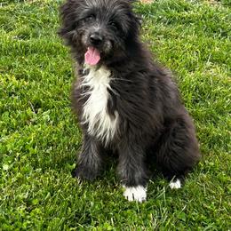 Aengus de La Rive - Black male Pyrenean Shepherd puppy in Ripley, Ohio from La Rive Pyr Sheps LLC