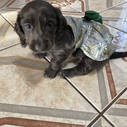 Dachshund Puppies from Doxie Gang