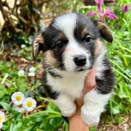 Liquorice - Black and tan female Pembroke Welsh Corgi puppy in Birmingham, Alabama from Delaney’s Corgis