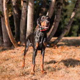Luna - Doberman Pinscher