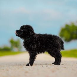 Cheerios - Black male Mudi puppy in Valley Mills, Texas from Graves Farm Mudi