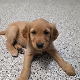 Girl 1 - Dark golden female Golden Retriever puppy in Albany, Oregon from Sutter Bay Retrievers