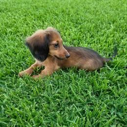 Atlas - Red male Dachshund puppy in Vacaville, California from SchmooterBabies