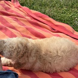 Nash - Yellow and white male Bernedoodle puppy in Warrensburg, Missouri from Dreamer Ridge Puppies