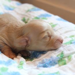Boy 2 - Cream male Dachshund puppy in Laurel, Mississippi from Kissinger Dachshunds