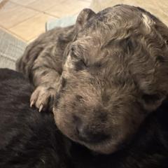Boy 2 - male Mudi puppy in Benson, Arizona from Twisted Acres Border Collies and Mudi