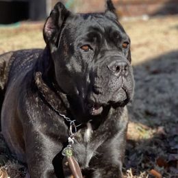 Storm  - Cane Corso