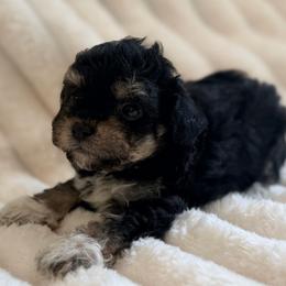 Lilly-TOY - Phantom female Poodle puppy in Purdy, Missouri from The Dynasty
