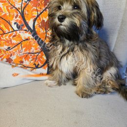 Havanese Puppies from Brugger's Breeders, LLC