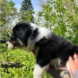 Australian Shepherds from Virginia's Australian Shepherds