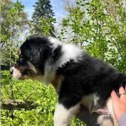 Australian Shepherds from Virginia's Australian Shepherds