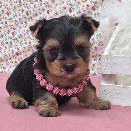 Layla - Blue and gold female Yorkshire Terrier puppy in Monticello, Iowa from Ashley’s Puppies