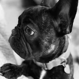 French Bulldogs from Flawless Frenchies