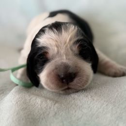 Turquoise charm - Black white and tan female English Springer Spaniel puppy in Cleburne, Texas from Powers English Springer Spaniels
