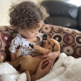 Labrador Retriever Puppies from Gochee Labs