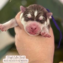 Kitana - Red and white female Siberian Husky puppy in Lodi, California from Wolves with Amor