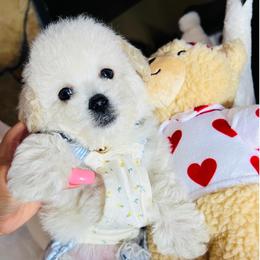 BARRY - Cream male Maltipoo puppy in Sugar Land, Texas from Celebrity Maltipoos