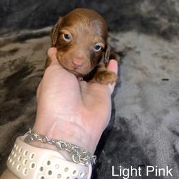 Light pink girl - Red female Dachshund puppy in Campbell, Texas from Blooming Grace Homestead