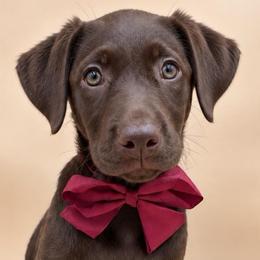 AUTUMN - Chocolate female Labrador Retriever puppy in Chicago, Illinois from Urbane Retrievers