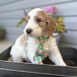 Earth - Parti male Goldendoodle puppy in Camden, North Carolina from Oopsie Doodles of NC