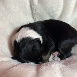 Australian Shepherd Puppies from M3 Sassafrass Ranch