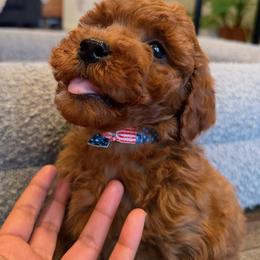 Saint - Red  male Goldendoodle puppy in South Jordan, Utah from Wasatch Pup
