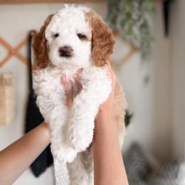 Shortcake - Red female Bernedoodle puppy in South Jordan, Utah from Wonderful World Doodles