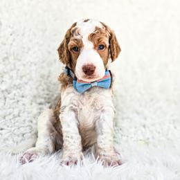 Atlas - Parti male Poodle puppy in Gaylord, Michigan from Dog Mom Co. Poodles