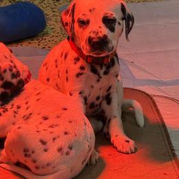 Orange Collar Female - White and black female Dalmatian puppy in Colome, South Dakota from KB Ridgebacks and Dals, LLC