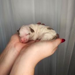 Girl 1 - Merle female Cockapoo puppy in Fort White, Florida from Jade