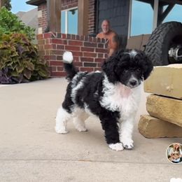Shaggy - Poodle puppy from PuppyLove Poodles