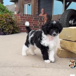 Shaggy - Poodle puppy from PuppyLove Poodles