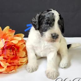 Mai Tai - Black and white male Cockapoo puppy in Mancelona, Michigan from Lavender poodles & doodles