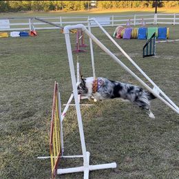 Australian Shepherd and Border Collie All Grown Up from Lightspeed Kennels
