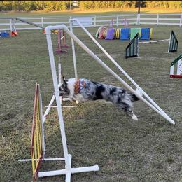 Australian Shepherd and Border Collie All Grown Up from Lightspeed Kennels
