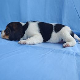 Wilma - Black white and tan female Beagle puppy in Palmyra, Nebraska from Nebraska K9's