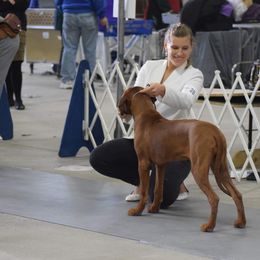 Rhodesian Ridgeback Puppies from Supernova Ridgebacks