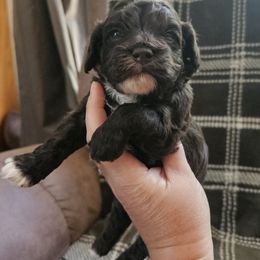 Cocoa - Pink Collar Female - Brown and white female Cockapoo puppy in Mocksville, North Carolina from Hunting Creek Farm & Kennel