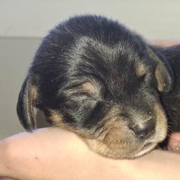 Boy 2 - Black and tan male Dachshund puppy in Oakman, Alabama from MEL Puppies