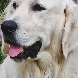 Bayraktar Sunshine Mrija - Golden Retriever