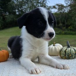 Border Collies from Whiskey Hollow Farm