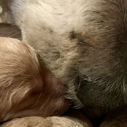 Assorted Doodle Crosses and Goldendoodles from Dar W Doodles